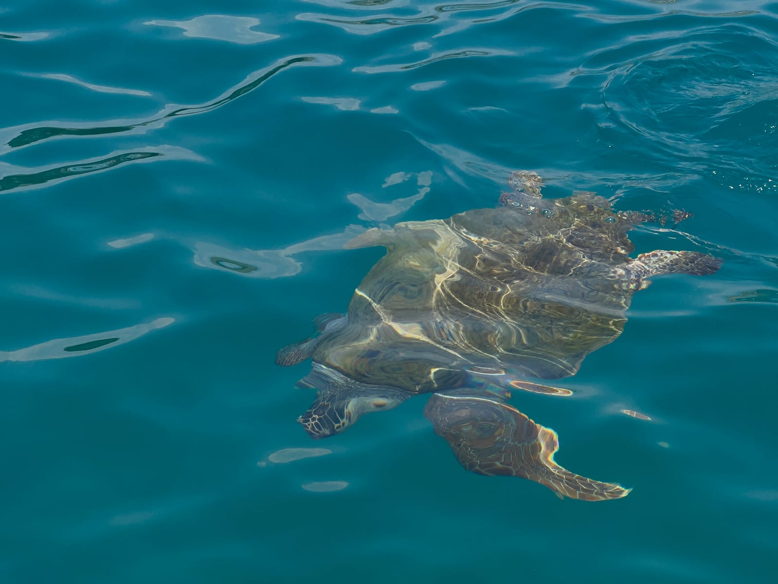 A loggerhead sea turtle gliding just below the surface off Kastellorizo